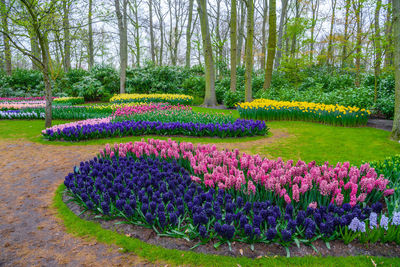 Purple flowering plants in park