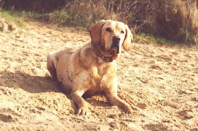 Close-up of golden retriever on sand at beach