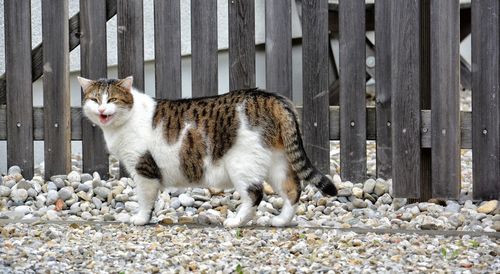 Full length portrait of cat