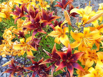 Close-up of yellow flowering plant