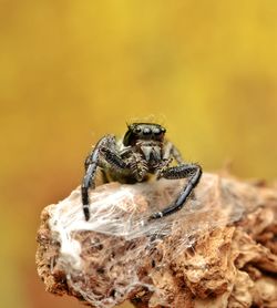 Close-up of spider on wood