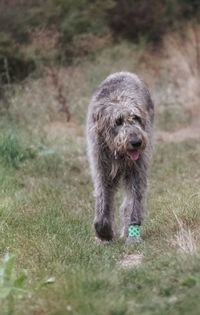 Dog standing on grassy field