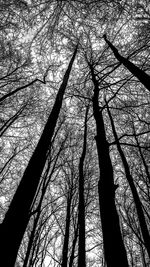 Low angle view of bare trees against sky