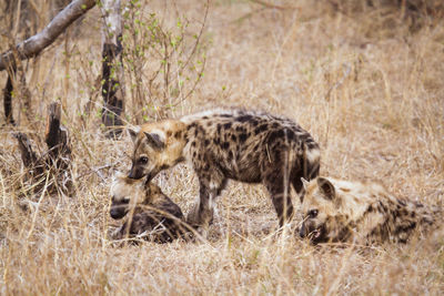 Hyenas relaxing on field in forest