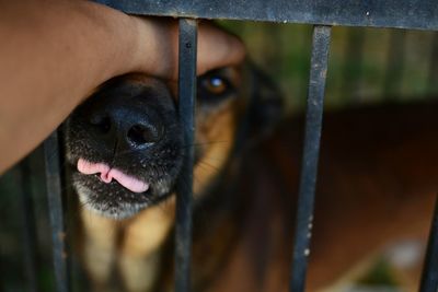 Close-up of dog in cage