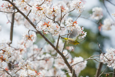Cherry blossoms and white-eye