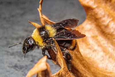 Close-up of bee on leaf