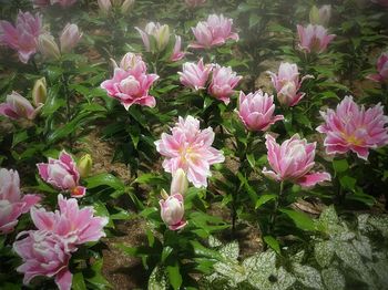 Close-up of pink flowering plants