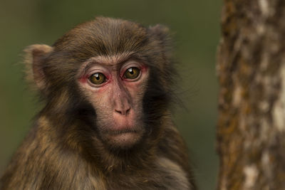 Close-up of monkey