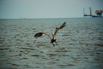 Birds flying over sea against sky