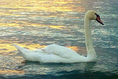 Swan swimming in lake