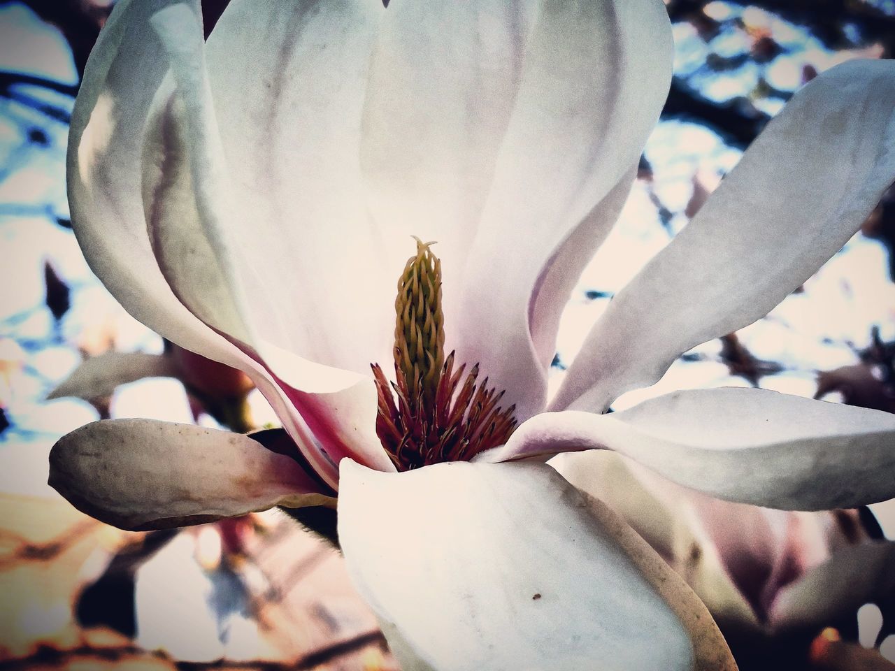 plant, flower, flowering plant, beauty in nature, growth, freshness, close-up, fragility, nature, petal, blossom, spring, magnolia, flower head, inflorescence, no people, macro photography, leaf, focus on foreground, pollen, day, botany, springtime, outdoors, white