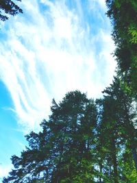 Low angle view of tree against sky