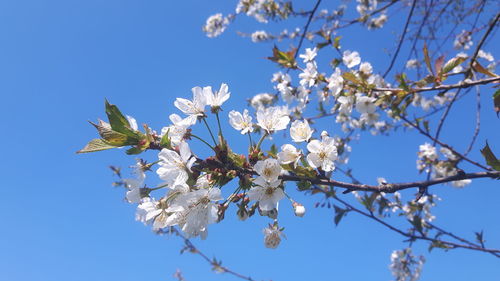 Low angle view of cherry blossoms against clear blue sky