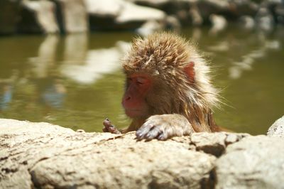 Close-up of monkey on rock by lake