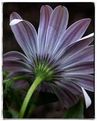 Close-up of flower against black background