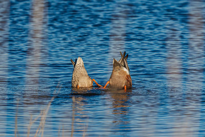 Duck swimming in lake