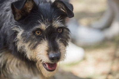 Close-up of dog