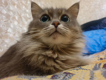 Fluffy gray cat with green eyes lies. blur bokeh effect