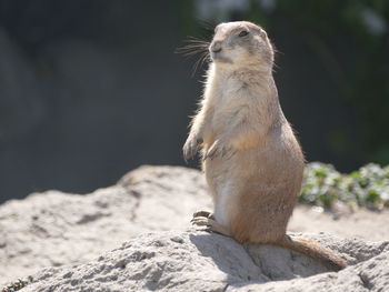 Close-up of meerkat on rock