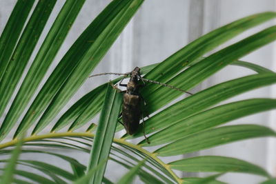 Close-up of insect on plant