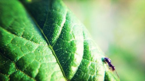 Close-up of insect on leaf