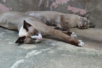 Close-up of cat sleeping