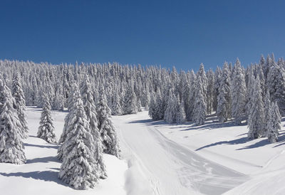 Panoramic view of trees on snow covered landscape