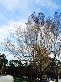 Low angle view of bare trees against sky