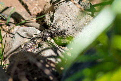 Close-up of insect on leaf