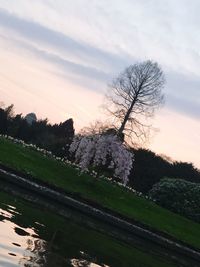 Bare trees on field against sky during sunset
