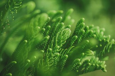 Close-up of plants