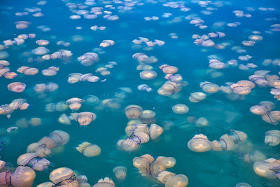 Jellyfish swimming in sea