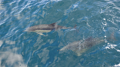 High angle view of fishes swimming in sea