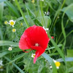 Close-up of red poppy blooming in field