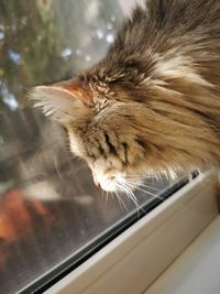 Close-up of cat seen through window