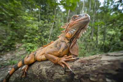 Close-up of lizard on rock
