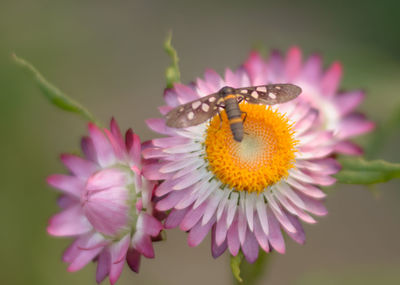 Close-up of butterfly pollinating on pink flower