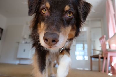 Close-up portrait of dog at home