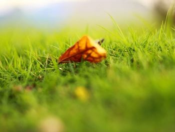 Close-up of plants growing on grassy field