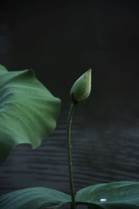 Close-up of lotus lily