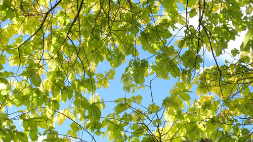 Low angle view of fruits growing on tree in forest