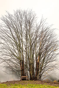 Bare tree against sky