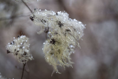 Close-up of snow on leaf