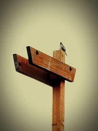 Low angle view of bird perching on wood against sky