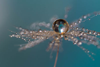 Close-up of water drops on leaf against blue background