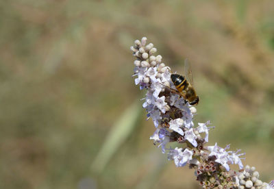 Close-up of bee pollinating on flower