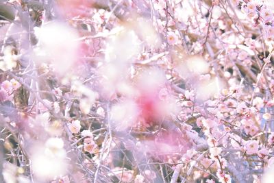 Full frame shot of pink cherry blossom