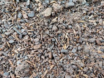 High angle view of pebbles on ground