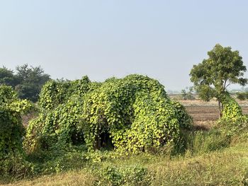 plant